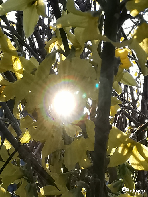 Napsugaras aranyeső