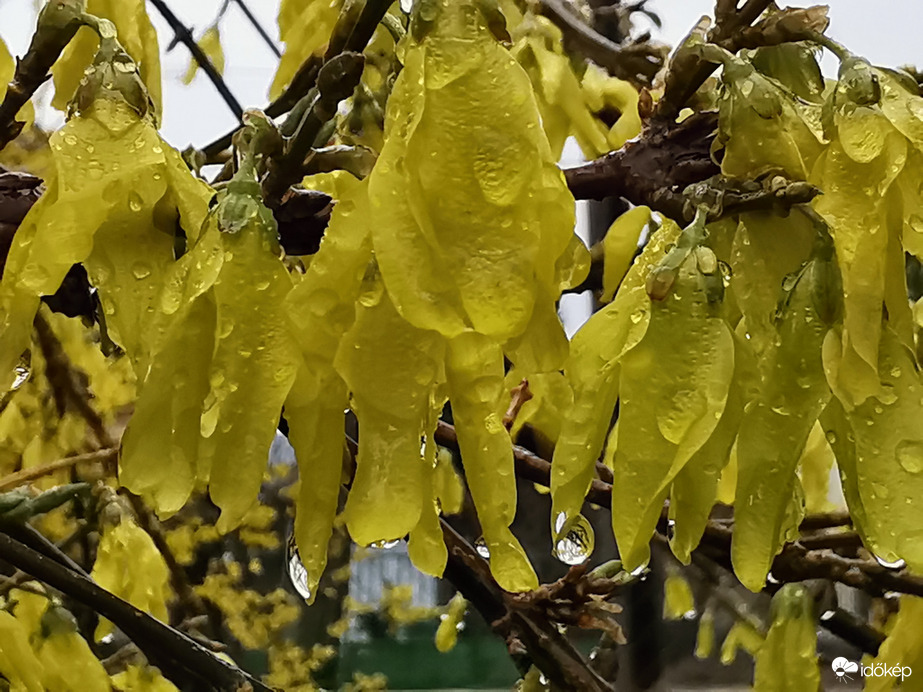 Még mindig cseppek... :)