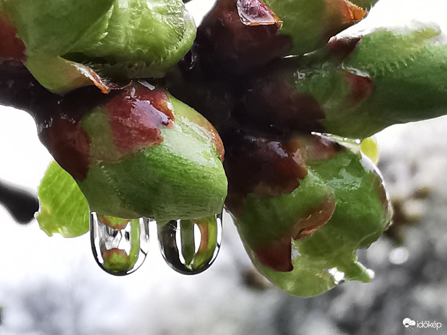 Cseppes cseresznye...