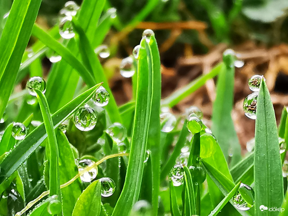 Reggeli harmatcseppek...