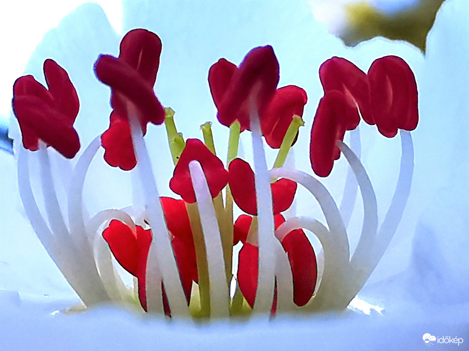 Körtevirág bibéi közt...