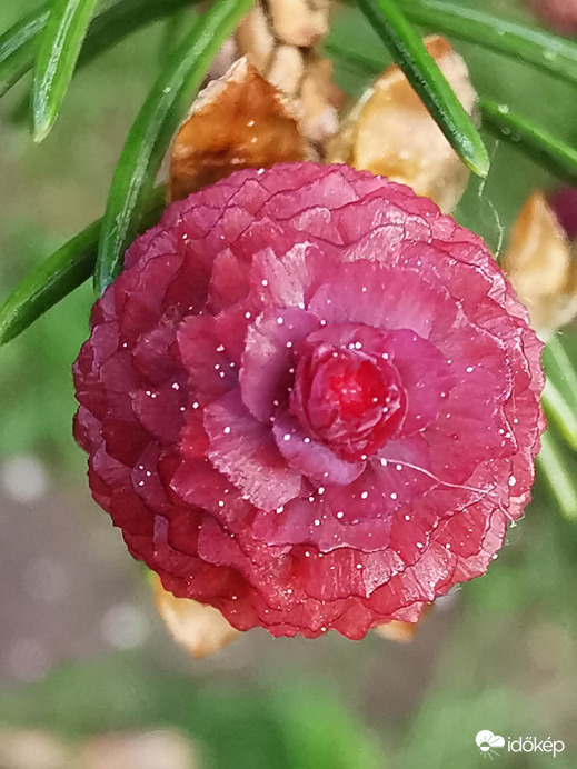 Toboz felülnézetből...