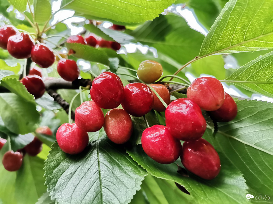 Lassan, de pirosodik...