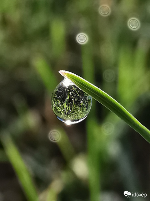 Reggeli harmatcsepp...
