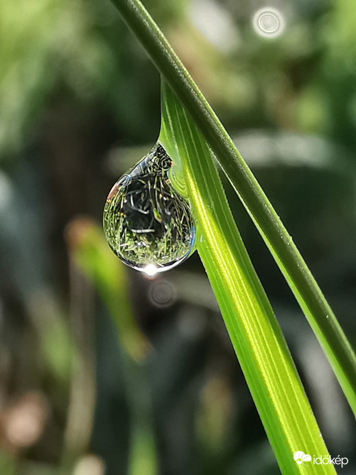 Reggeli harmatcsepp...