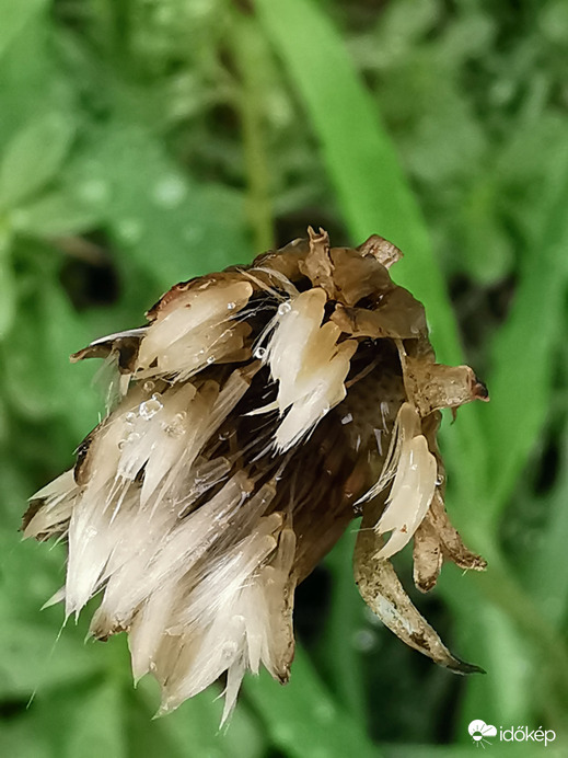 Pitypang eső után...