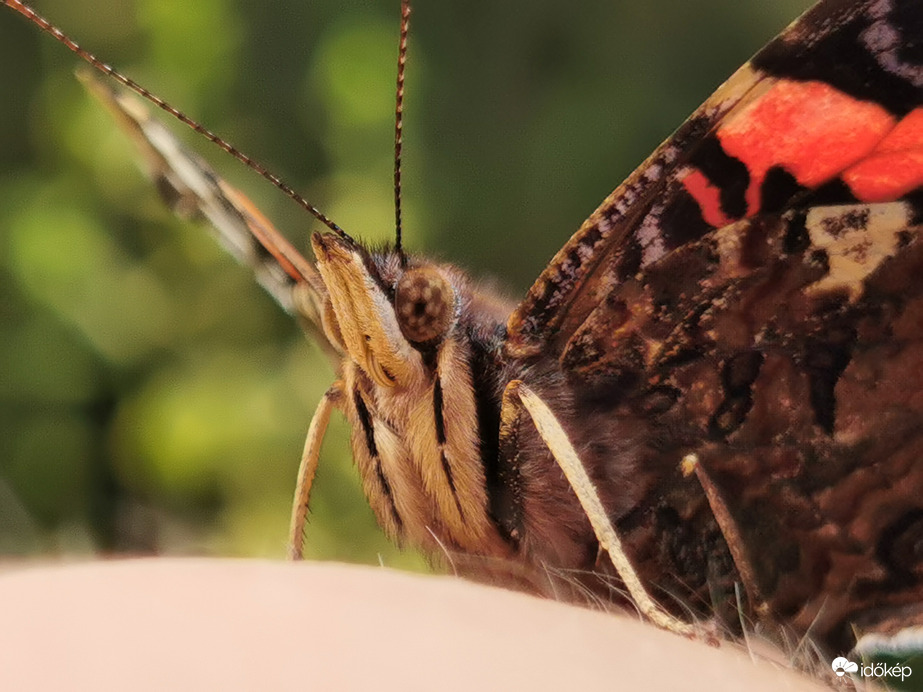 Barátságban egy lepkével... :)