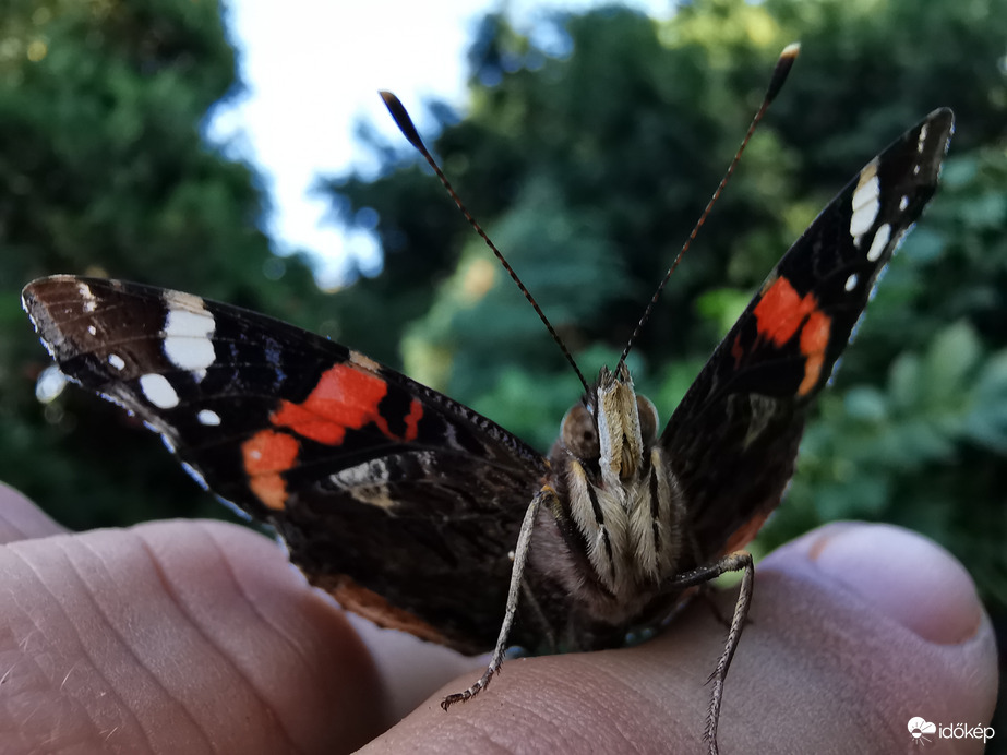 A lepke, aki visszajár...