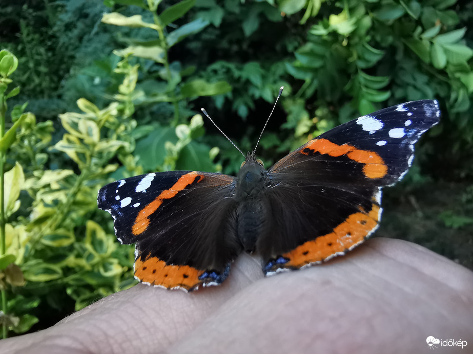 A lepke, aki visszajár...