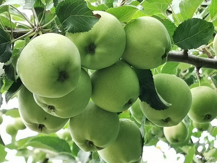 Vadalmafánk termése...