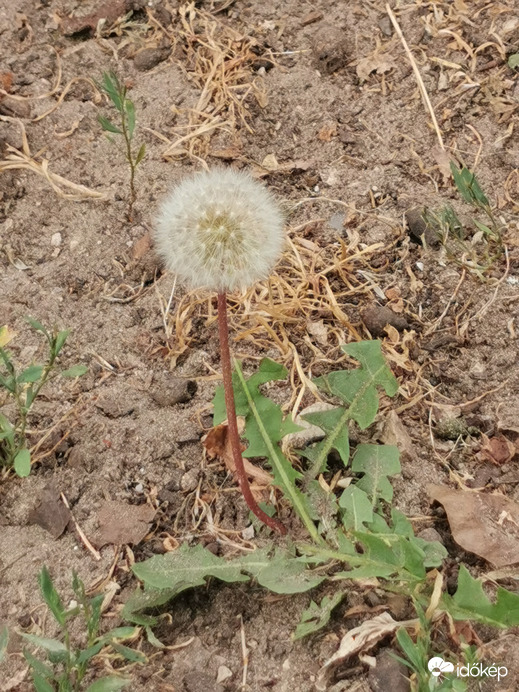 A kiszáradt fű közepén... :-(