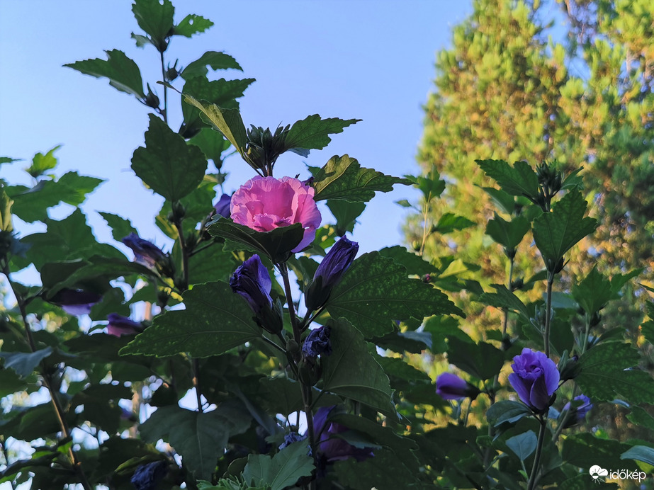 Amikor csak egy virágra süt a nap...