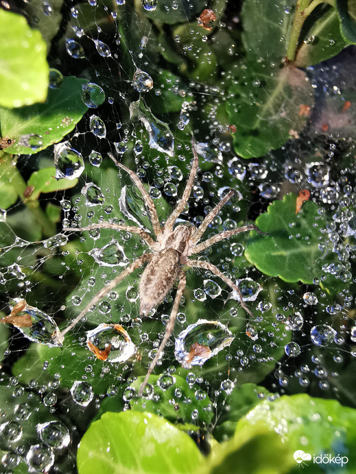 Eső után...