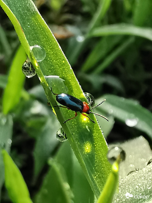 Reggeli harmatban...