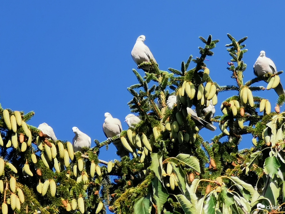 Kicsi a rakás... :)