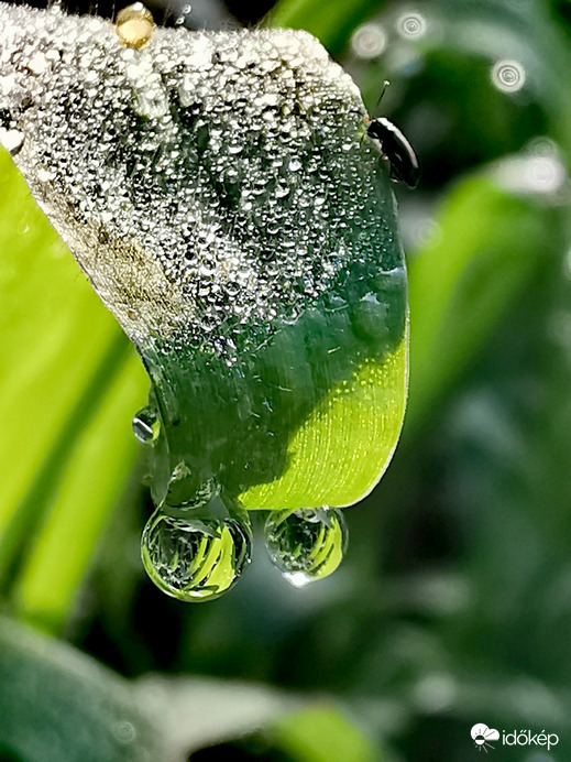 Harmatcseppes...