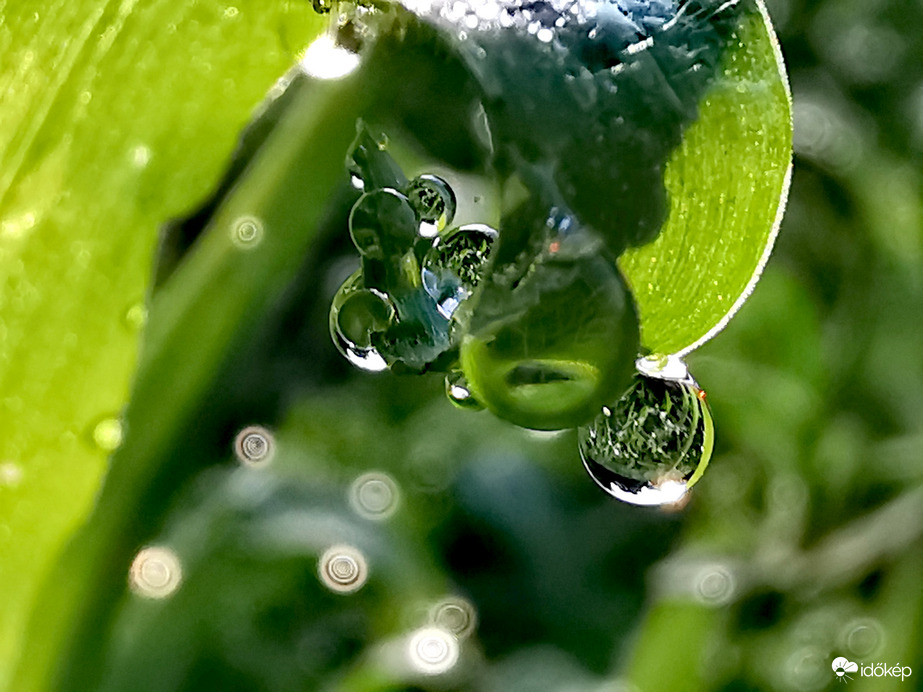 Harmatcseppek...