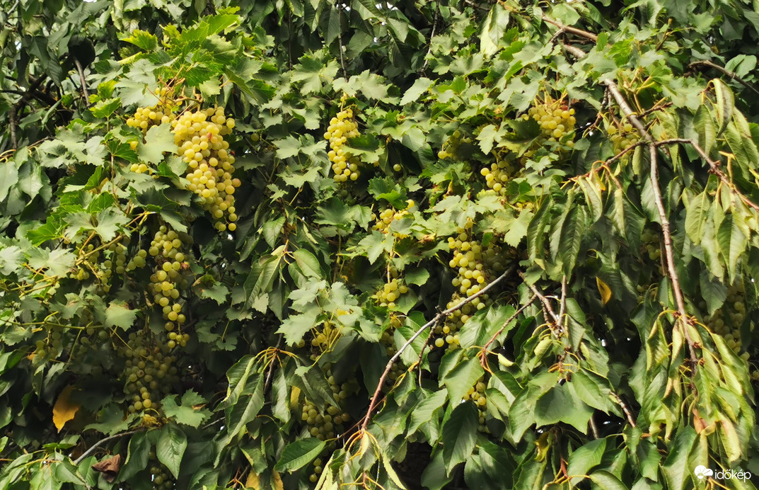 Mi fán terem a szőlő...? Nálunk a cseresznyefán... :)