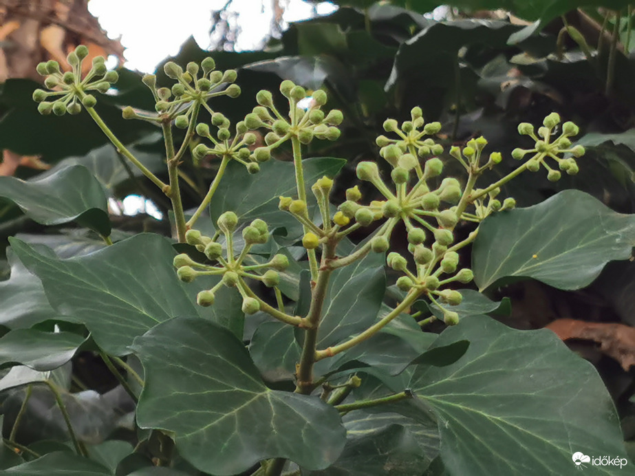 Virágzó borostyán...