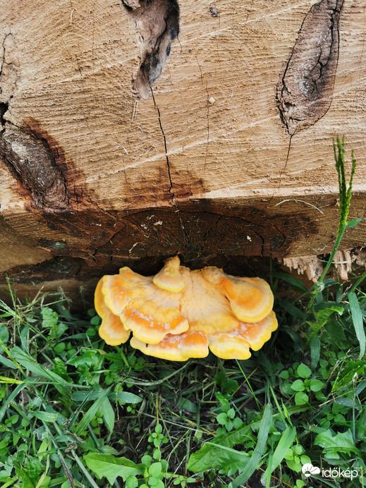 Sárga gévagomba nőtt a tűzifánkon...