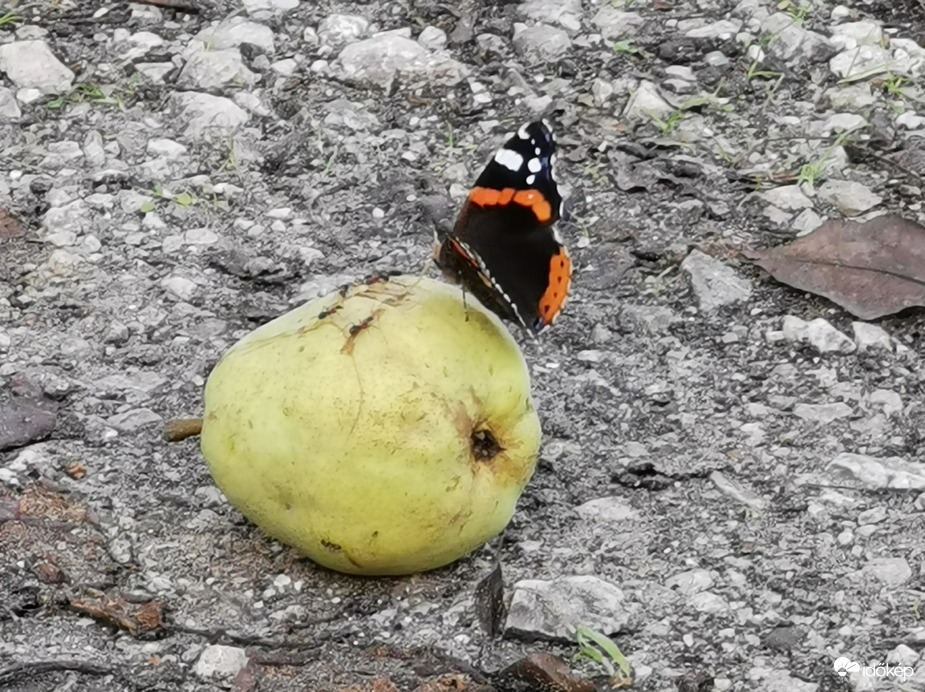 Falatozó pillangó...