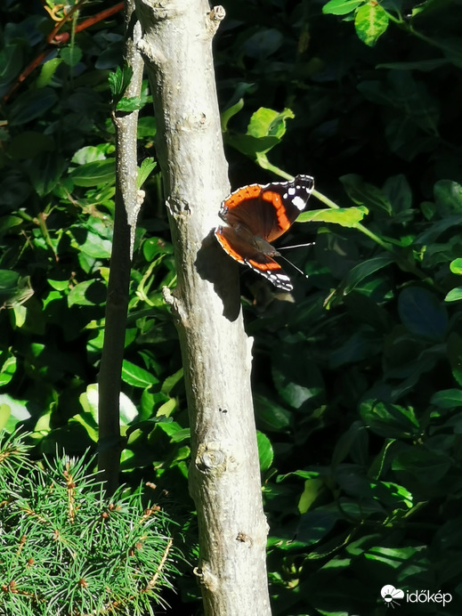 Napozó pillangó...