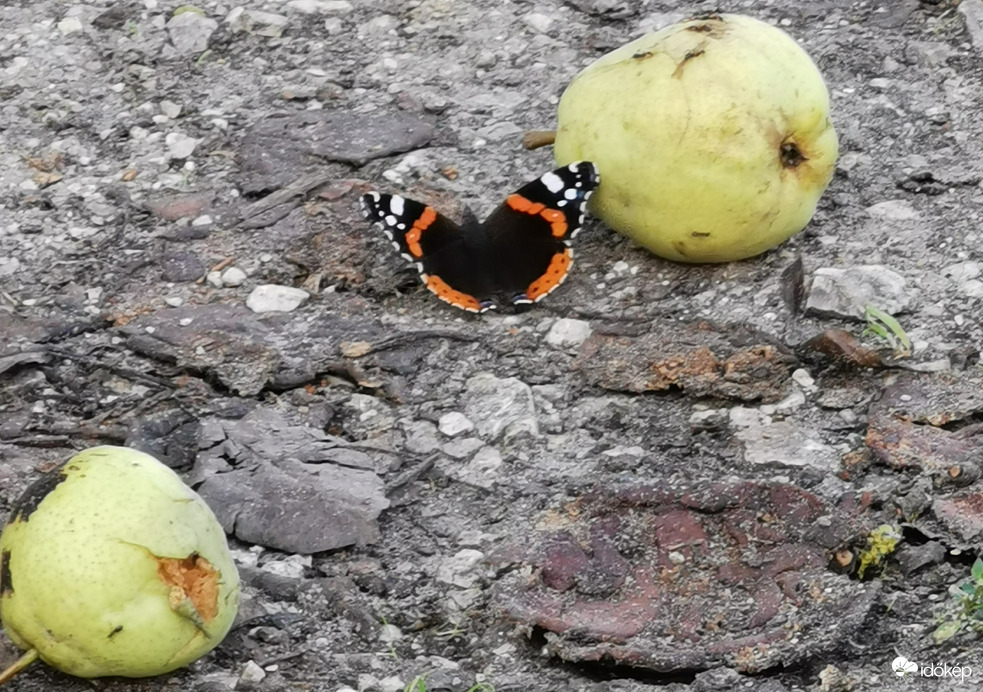 Körtéről körtére...