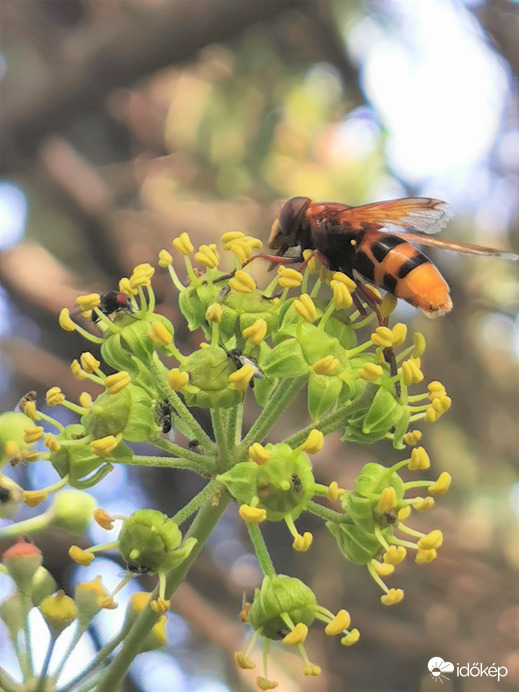 Borostyánvirágon...