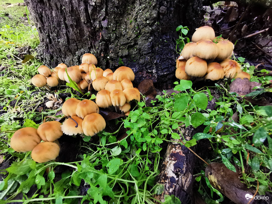 Nőnek, mint a gomba... :)