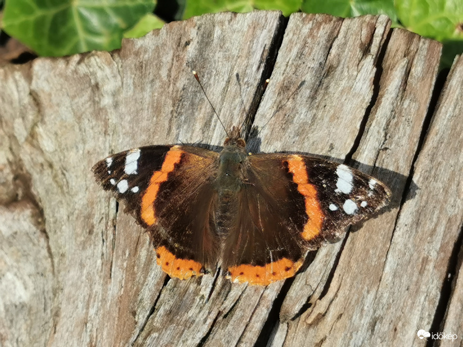 Októberi napozás...