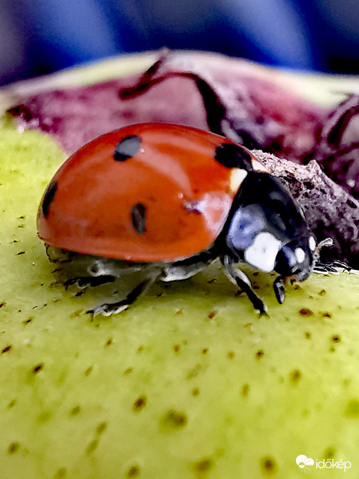 Körtéző katica...