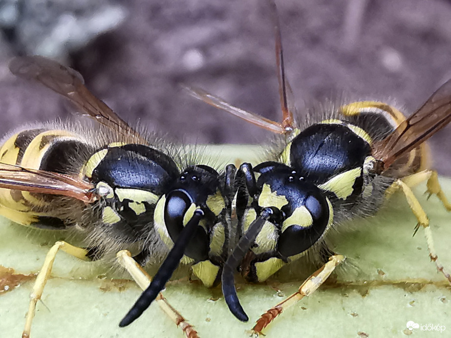 A harc legyen harc... :)