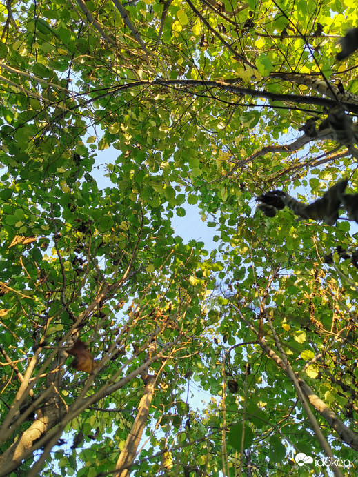 Ősz a mogyoróbokorban...