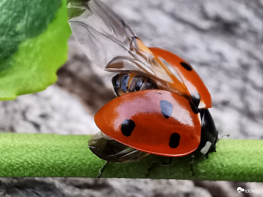 Szárny bontogatás...