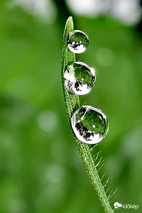 Egy csepp..., két csepp..., három csepp... harmatcseppek...
