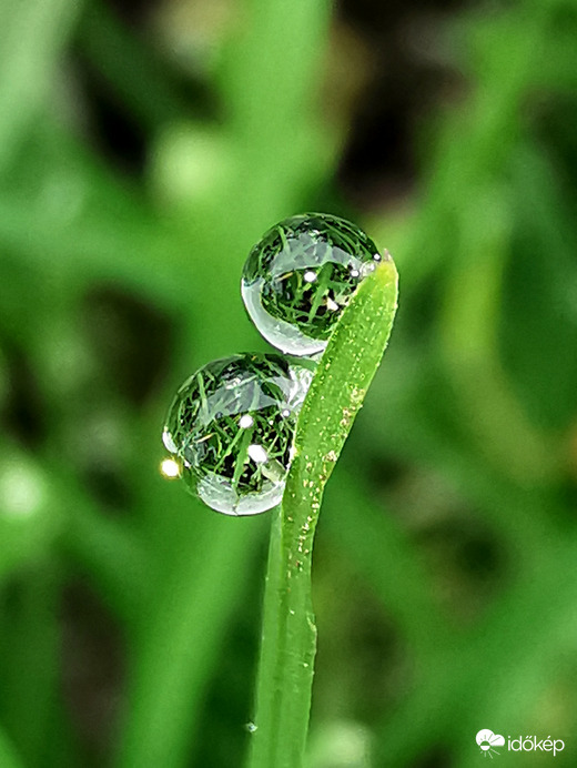 Egy csepp..., két csepp..., harmatcseppek...