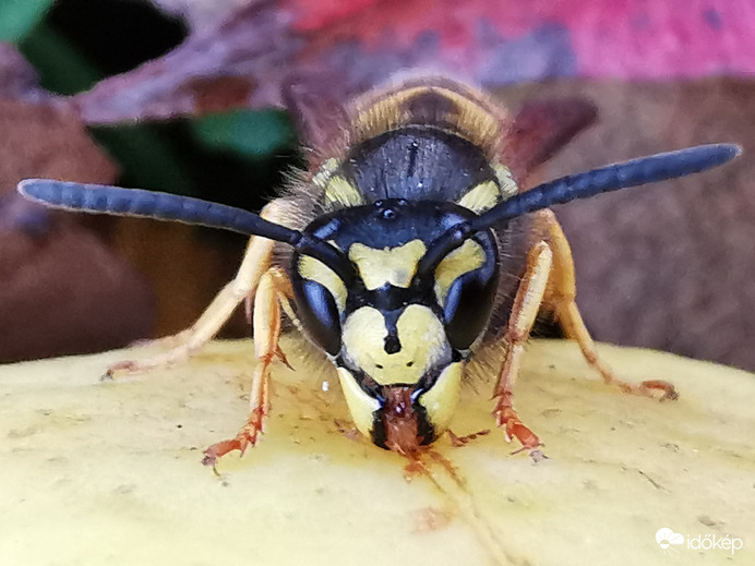 Körte falatozás...