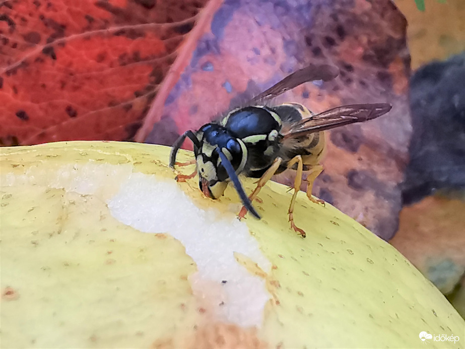 Körte falatozás...