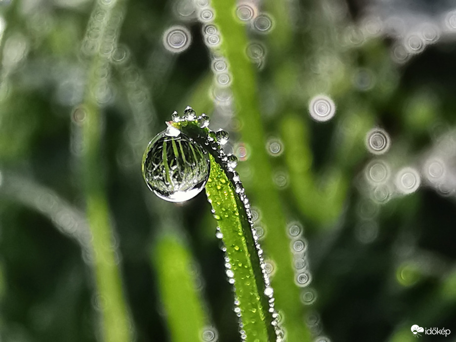 Reggeli harmatcseppes...