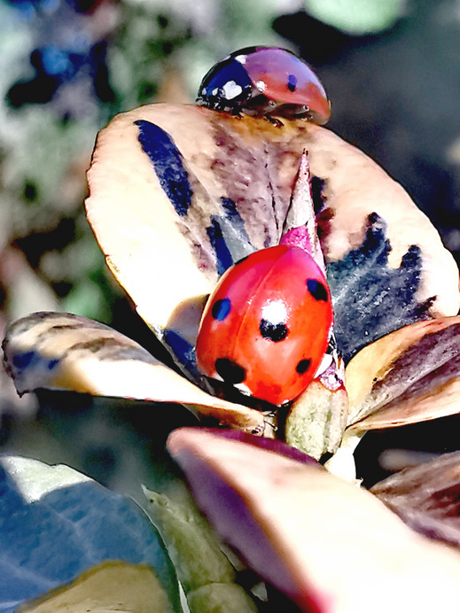 December végi napsütésben...