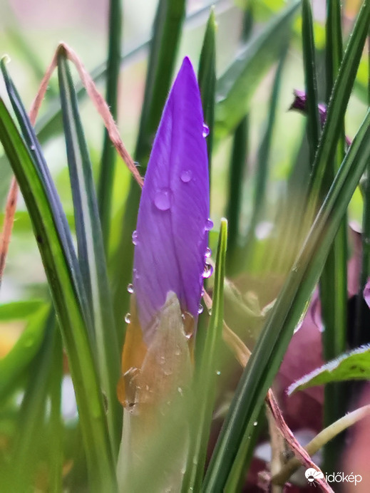 Januárban virágzik a krókusz...