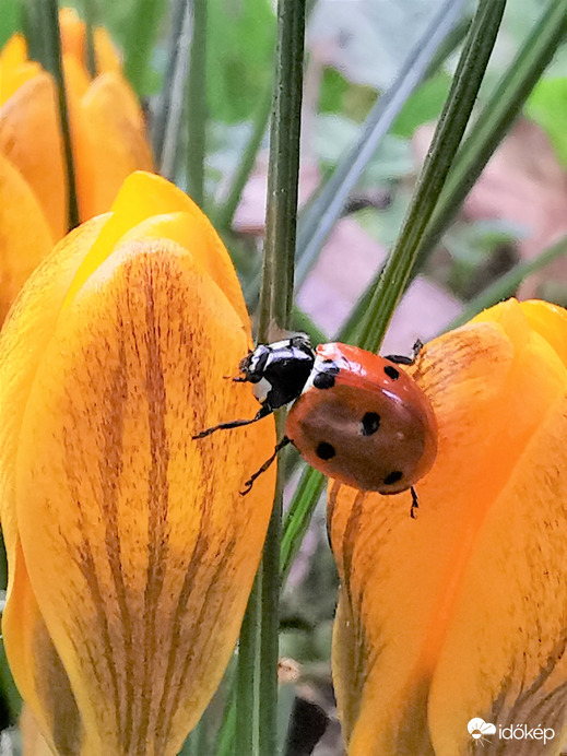 Virágról virágra...