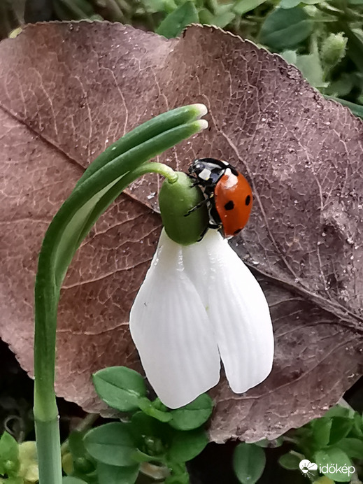 A virág tetején...
