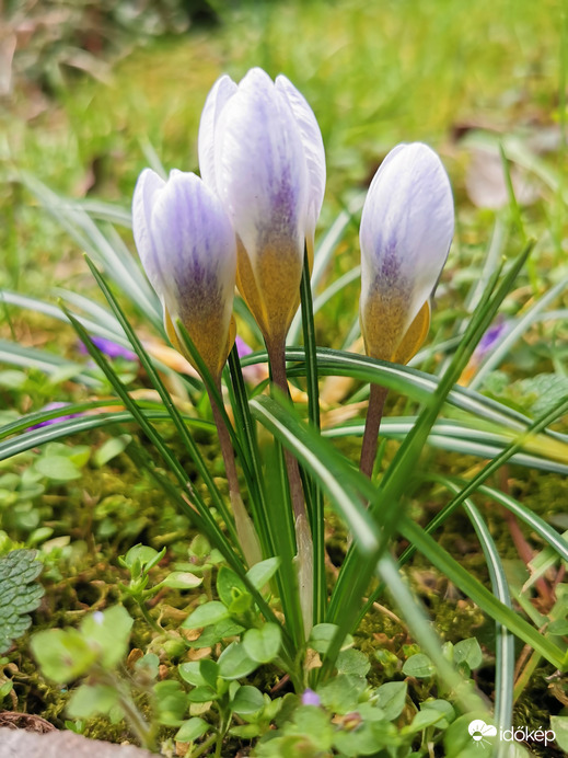 Krókuszok...