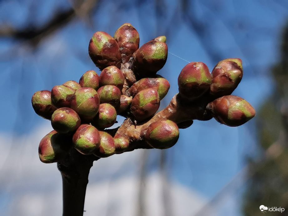 A cseresznye is alakul... :)