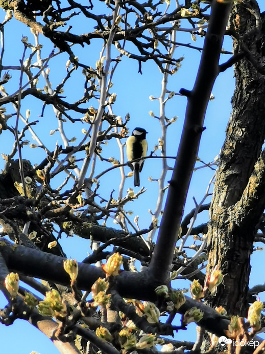 A délutáni koncert előadója... :)