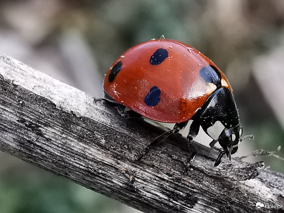 Az igazi hétpettyes... :)