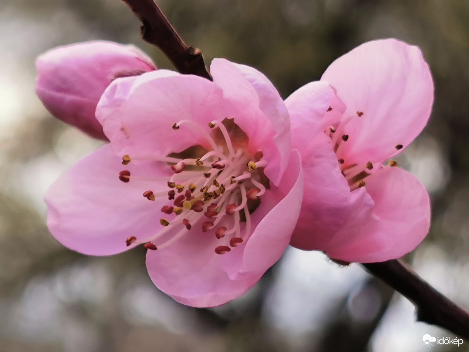 Őszibarack virága...