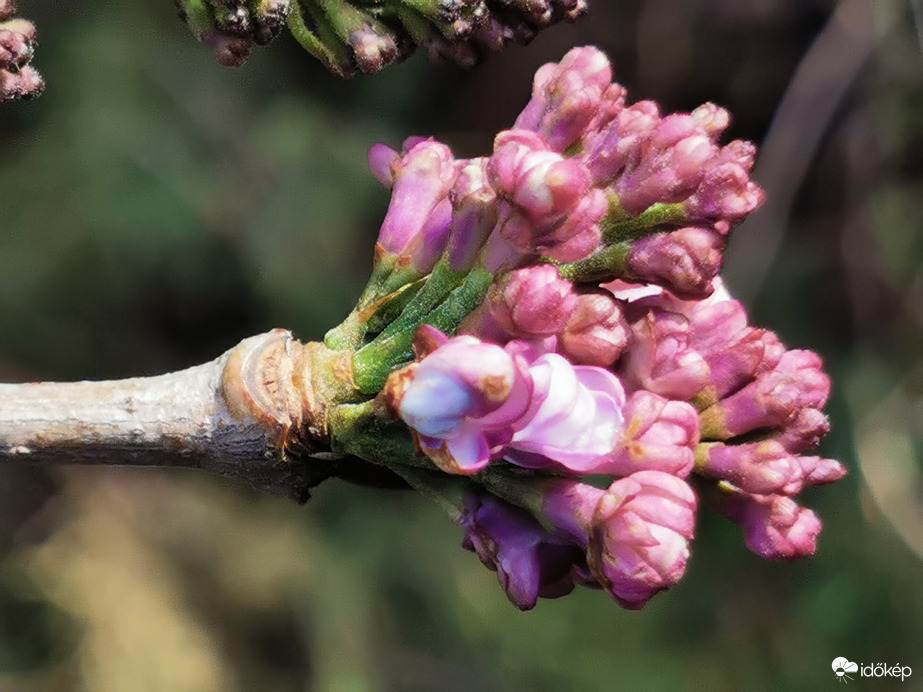 Alakul az orgona... :)