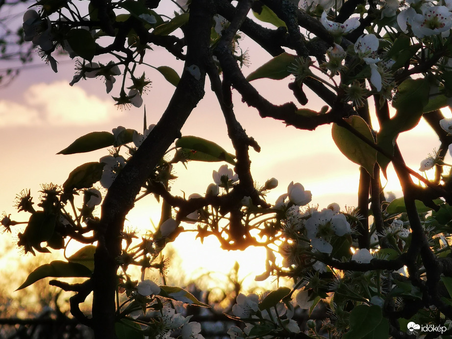 Virágos naplemente...
